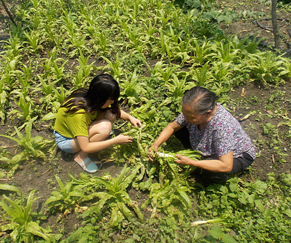 ��������æ�_�y��ժ�Ĳ˲��ϸ�ժ��Ч�ʵ�����(j��ng)�^������Ϥ��ָ�����ܿ�꠆T���M���ˠ�B(t��i)��