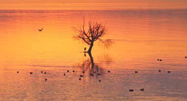 晨曦中的滇池美似鎏金油畫