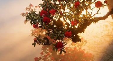 霧鎖漾濞，金光穿霧花如夢