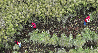 四川仁壽：田間助農(nóng)服務(wù)隊(duì)