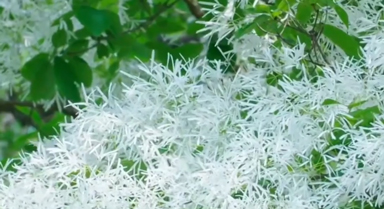 武漢一株約200歲流蘇古樹開花