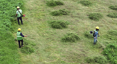 江西泰和：整修草坪